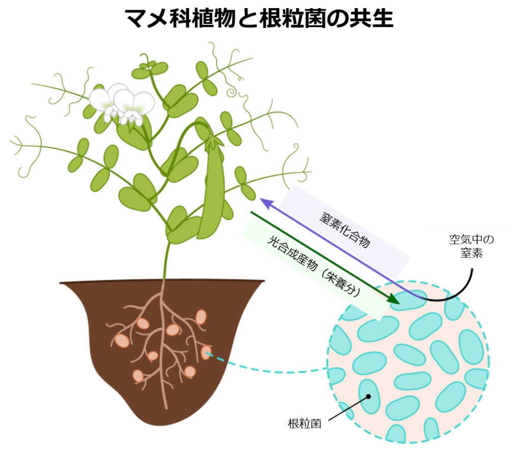 豆類（根粒菌との共生・大豆・落花生） - 地理ラボ 詳しすぎる高校地理