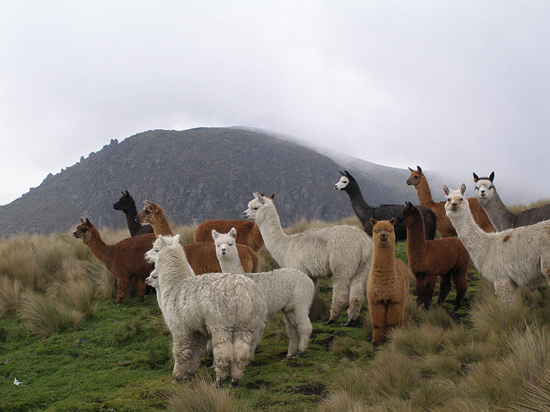 Alpaca fiber - Wikipedia