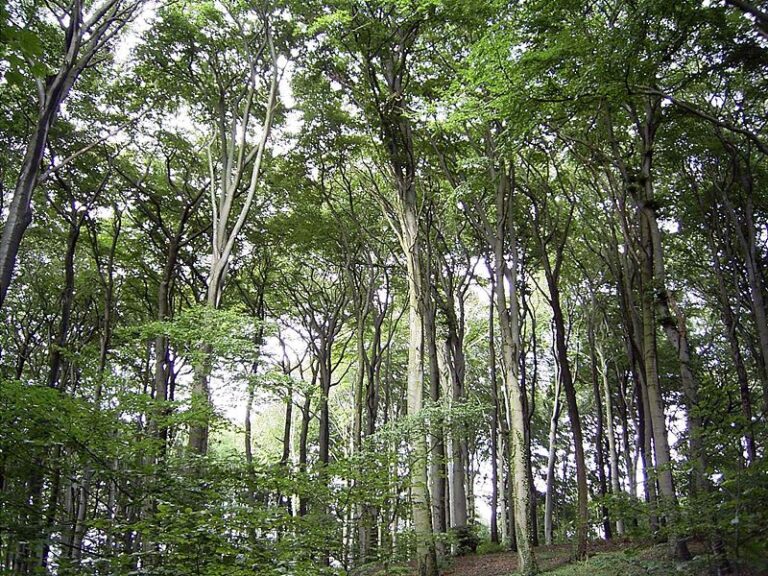 森林とは（天然林と人工林・森林の形成と遷移・構造） - 地理ラボ 詳しすぎる高校地理