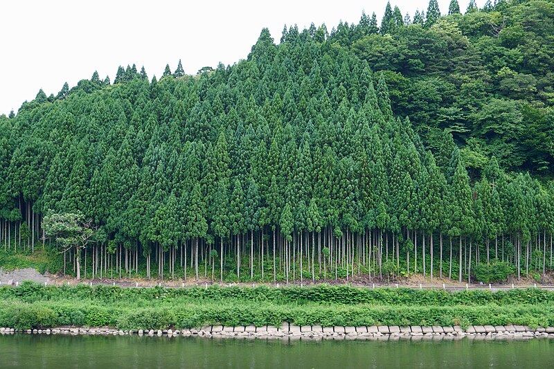 針葉樹林と林業(スギ・ヒノキ・エゾマツなど) - 地理ラボ 詳しすぎる高校地理